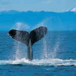 Baleine à bosse frappant la surface avec sa queue.